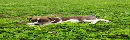 Jack Russell Terrier dogs for sale: Rascal - Ad 1