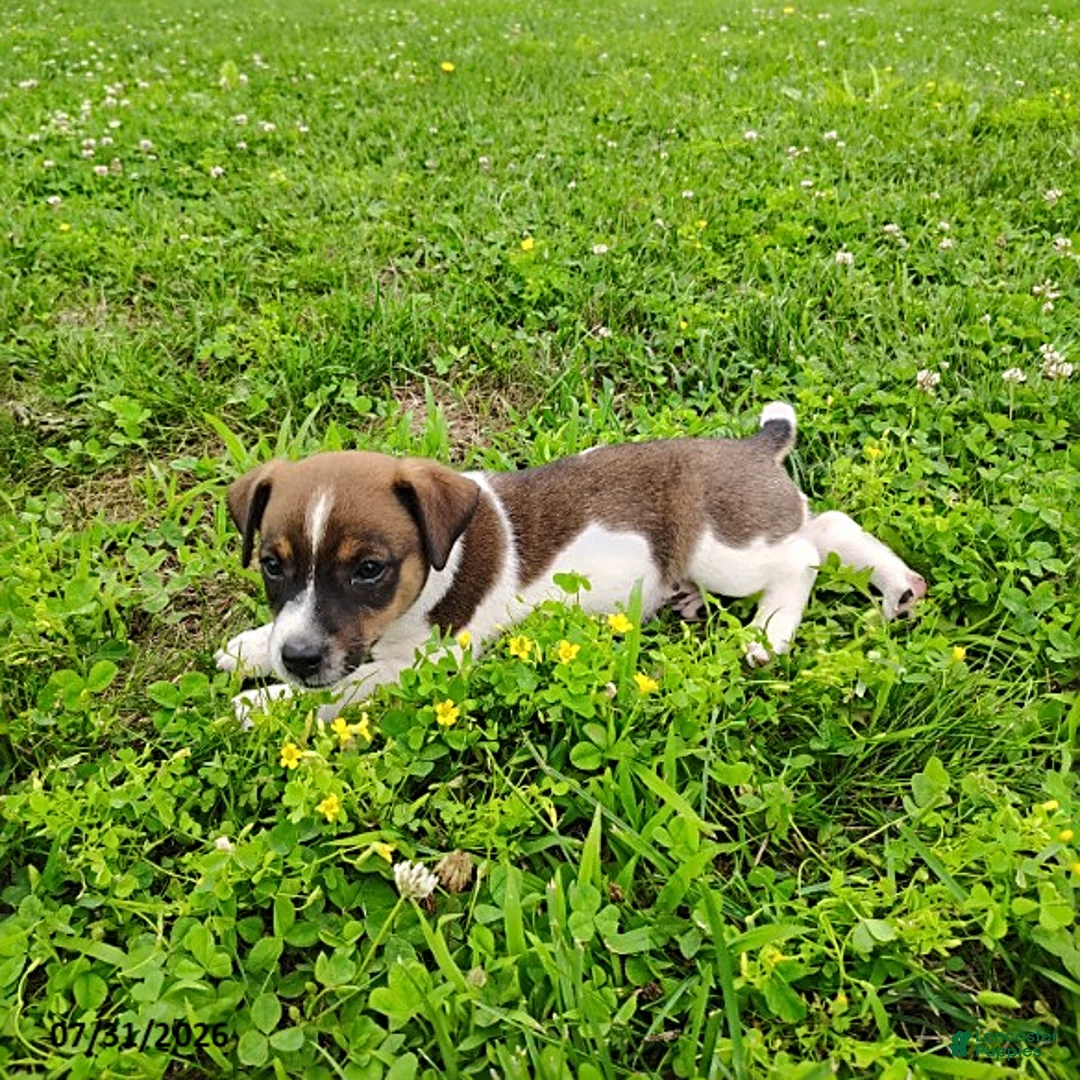 Jack Russell Terrier dogs for sale: Rascal - Ad 1