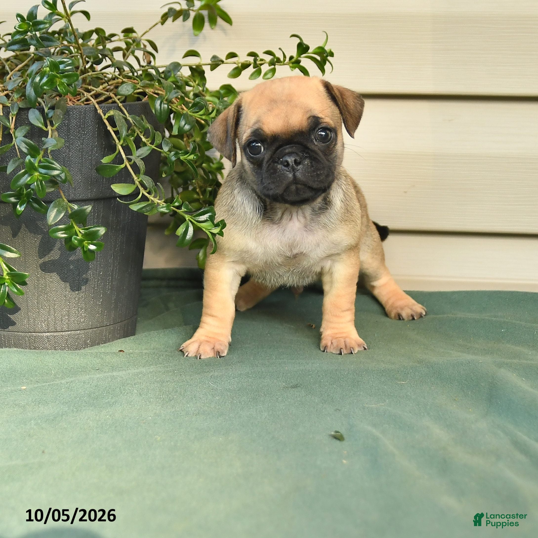 Buddy (Jug, Male) in Spring Glen, PA