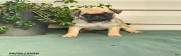 Jug dogs for sale: Buddy - Ad 1