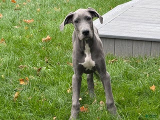 Great Dane dogs Wendy - Ad 31