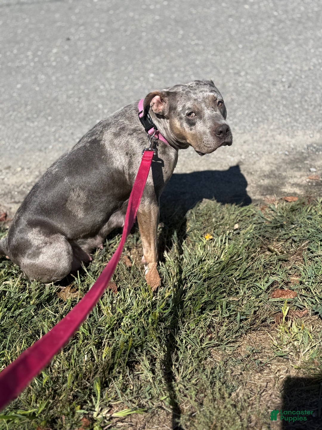 American Bully dogs for sale: King - Ad 12