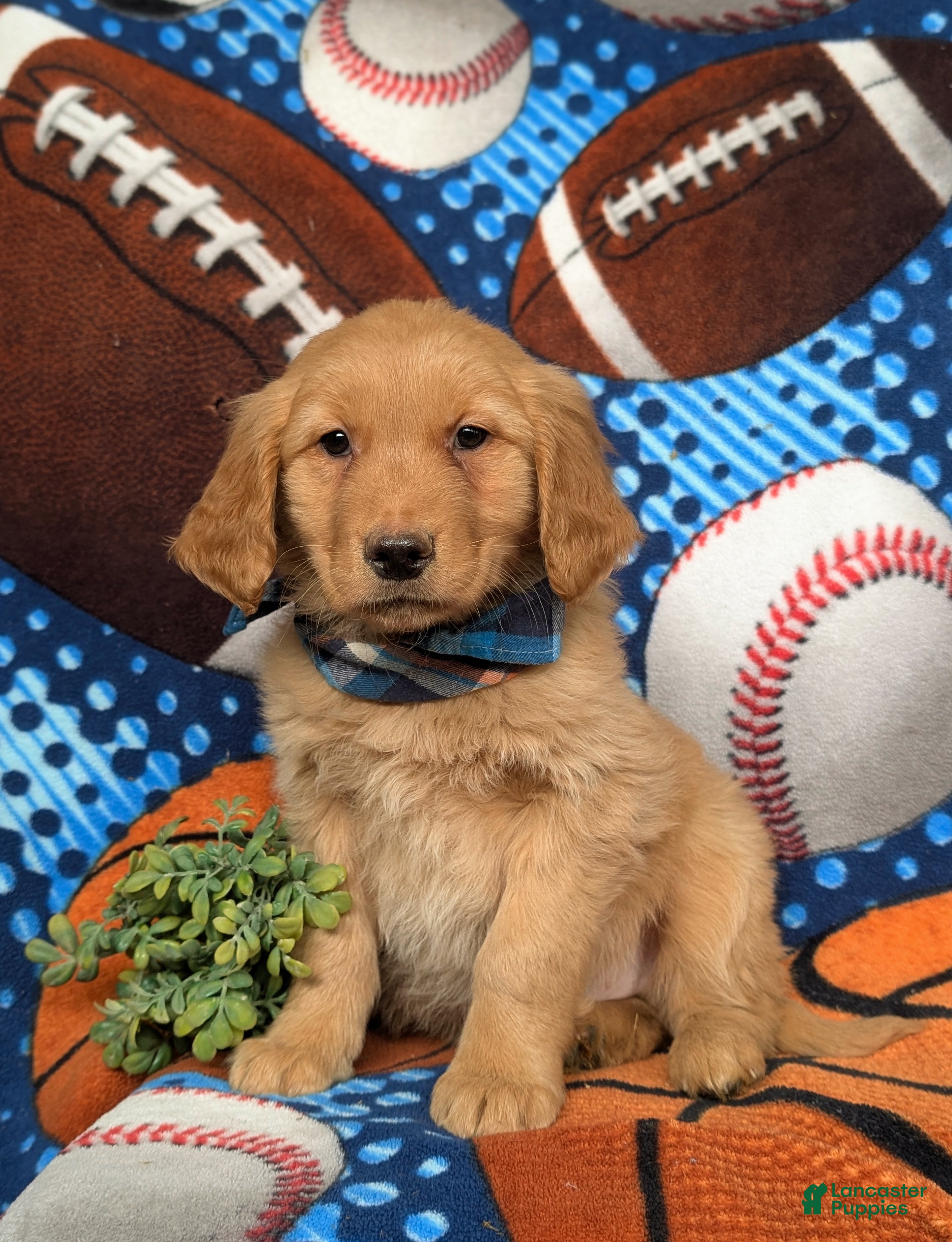 Golden Retriever dogs Fletcher - Ad 1