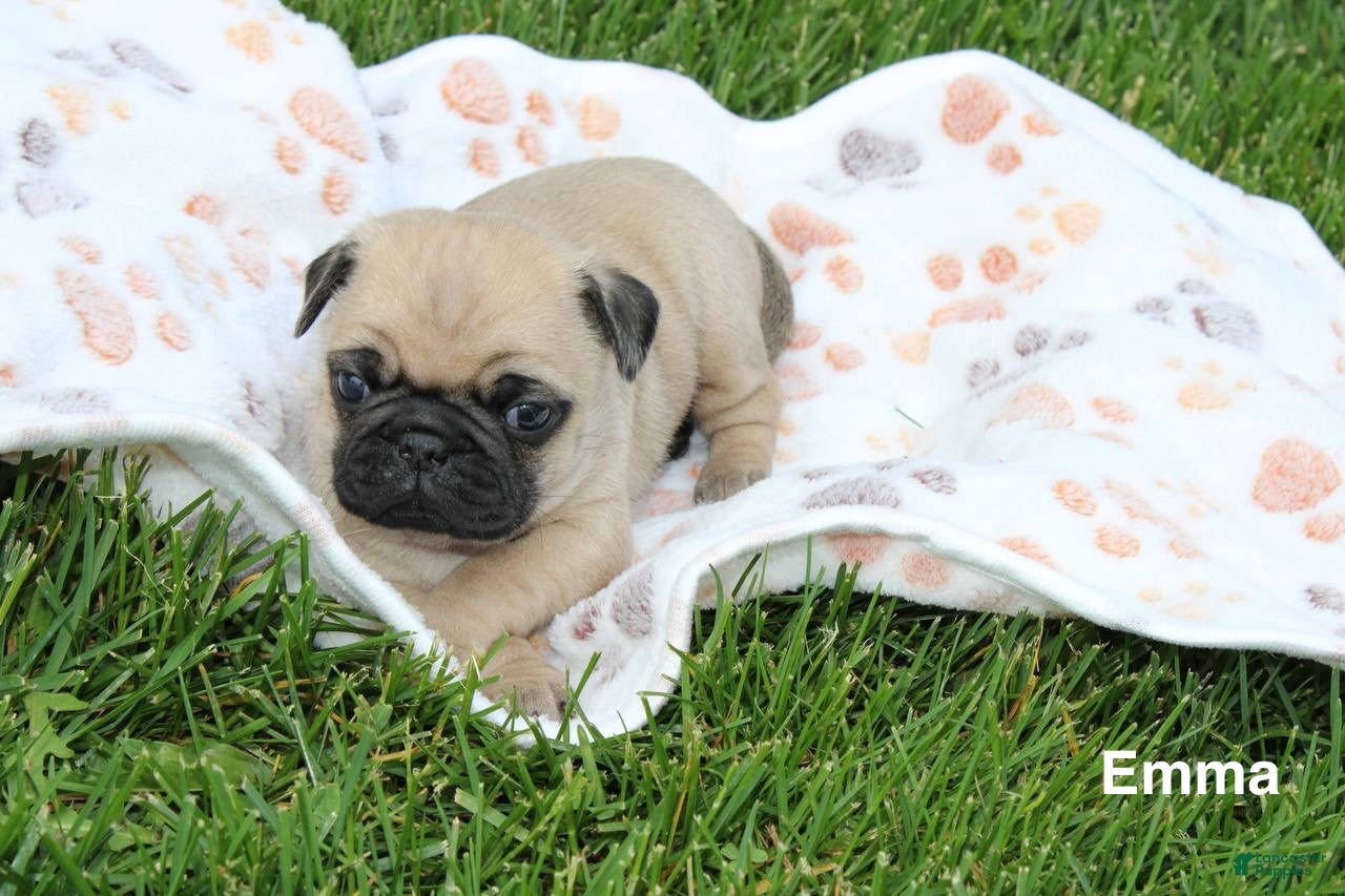Pug dogs Emma - Ad 2