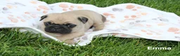 Pug dogs for sale: Emma - Ad 2