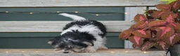 Morkie dogs for sale: Sarah - Ad 3