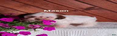 Mason