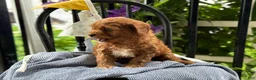 Cavapoo dogs for sale: Jase - Ad 11