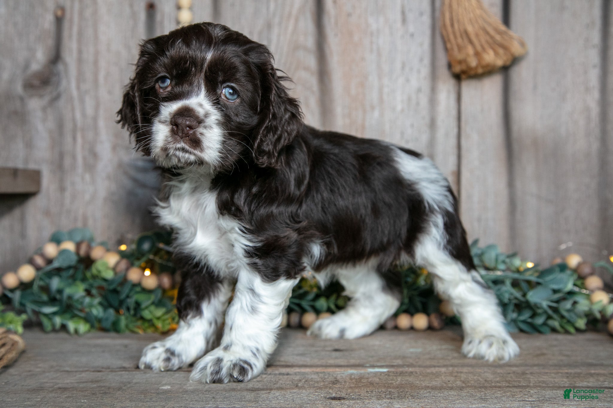 Cocker Spaniel dogs Cassie - Ad 1