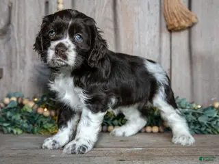 Cocker Spaniel dogs for sale: Cassie - Ad 2