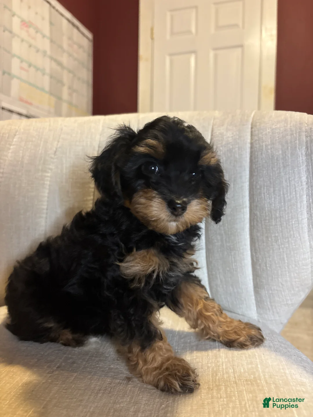 Cavapoo dogs for sale: Luca - Ad 2