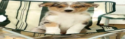 Australian Shepherd dogs for sale: Casper - Ad 7