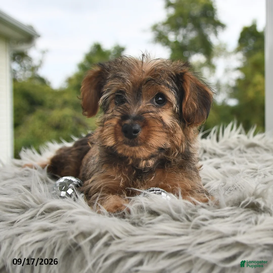 Morkie dogs for sale: Peanut  - Ad 1