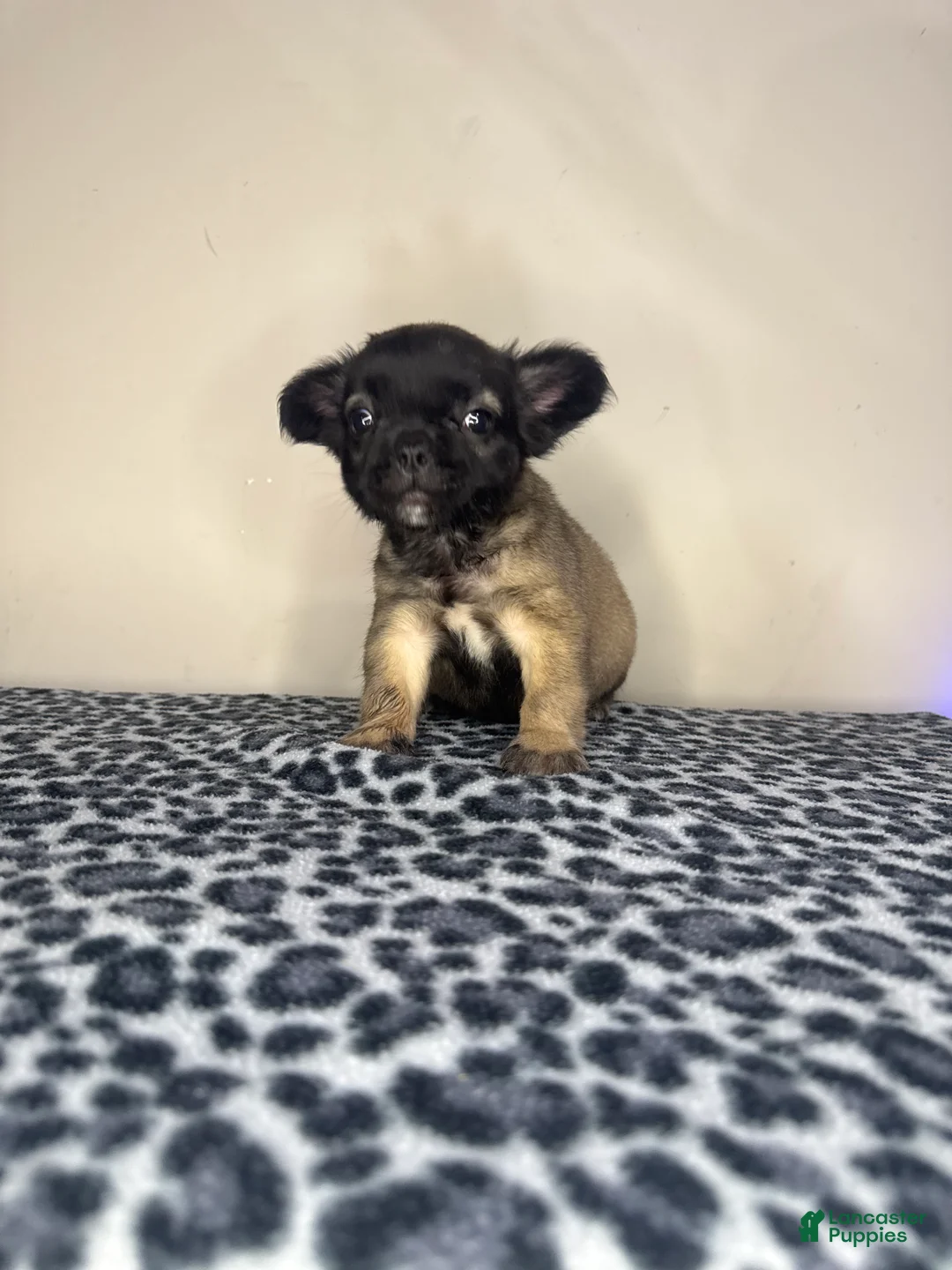 French Bulldog dogs for sale: French Bulldog 2 - Ad 2