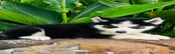 Siberian Husky dogs for sale: Romney - Ad 8