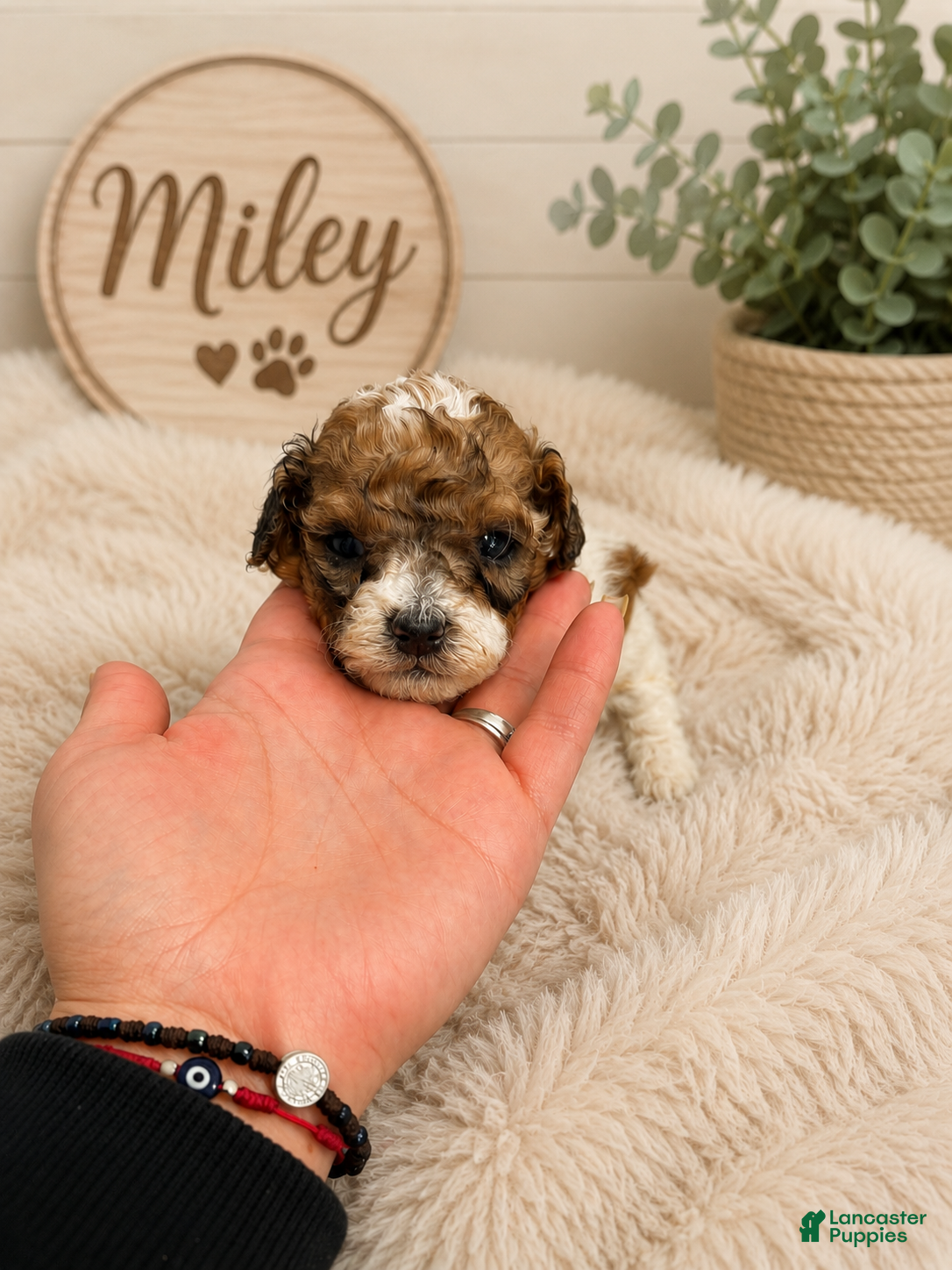 Miniature Poodle dogs Miley - Ad 22