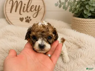 Miniature Poodle dogs Miley - Ad 27