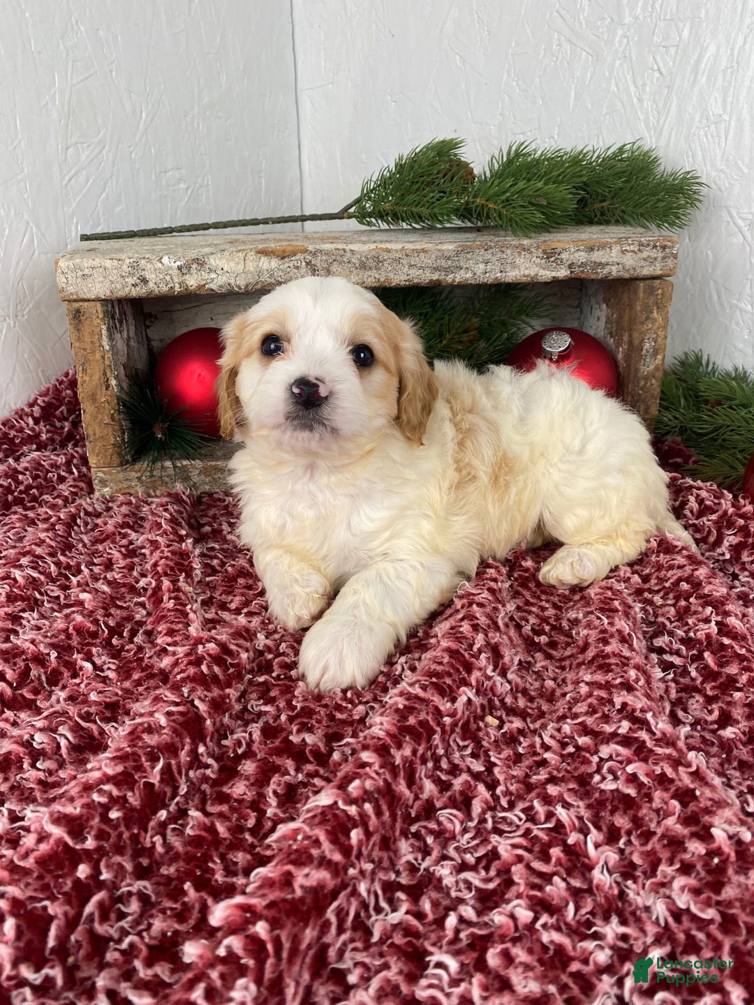 Cockapoo dogs for sale: Ace - Ad 13