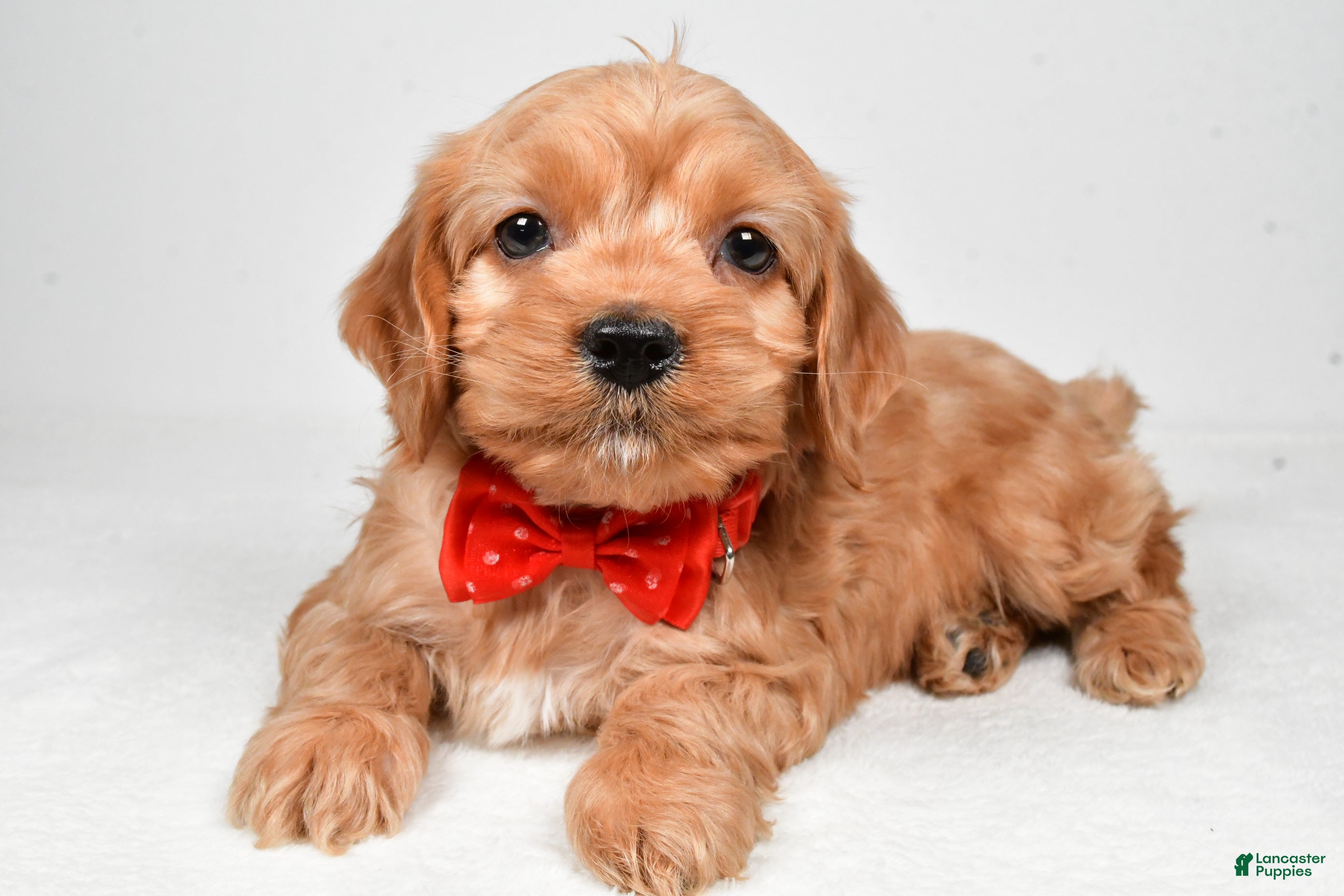 Cockapoo dogs Patrick - Ad 2