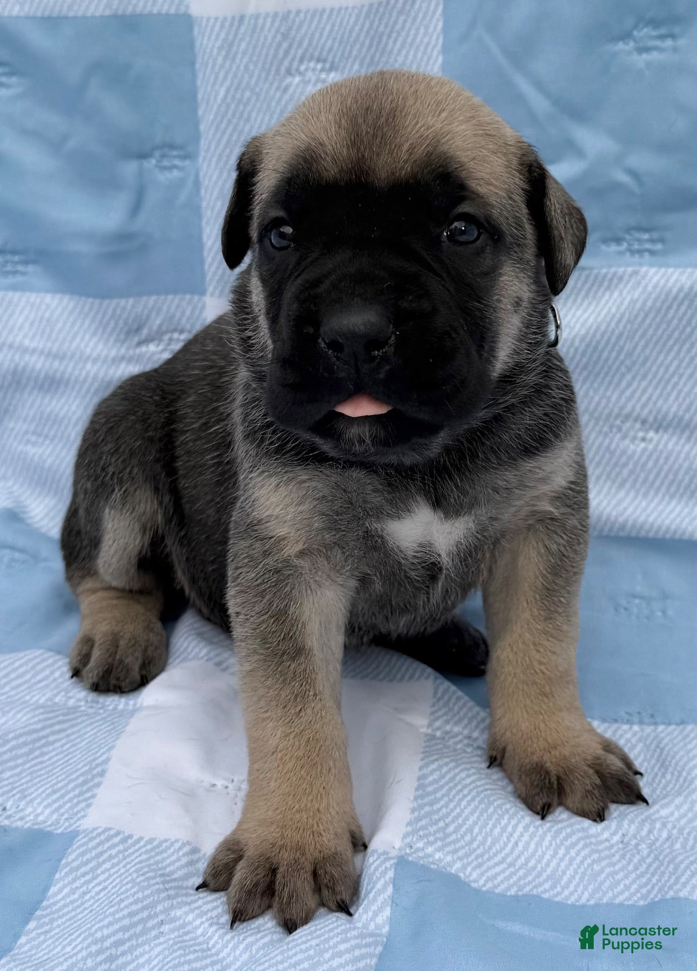 Cane Corso dogs Cane Corso 2 - Ad 1