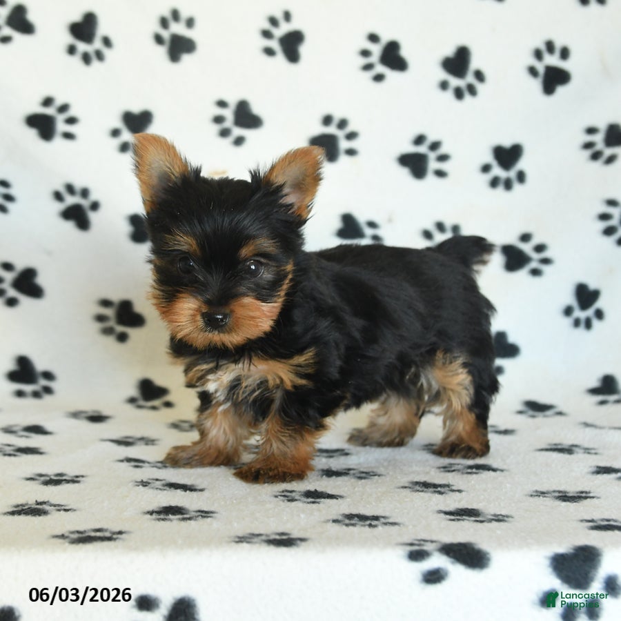 Yorkshire Terrier dogs for sale: Wisteria - Ad 3