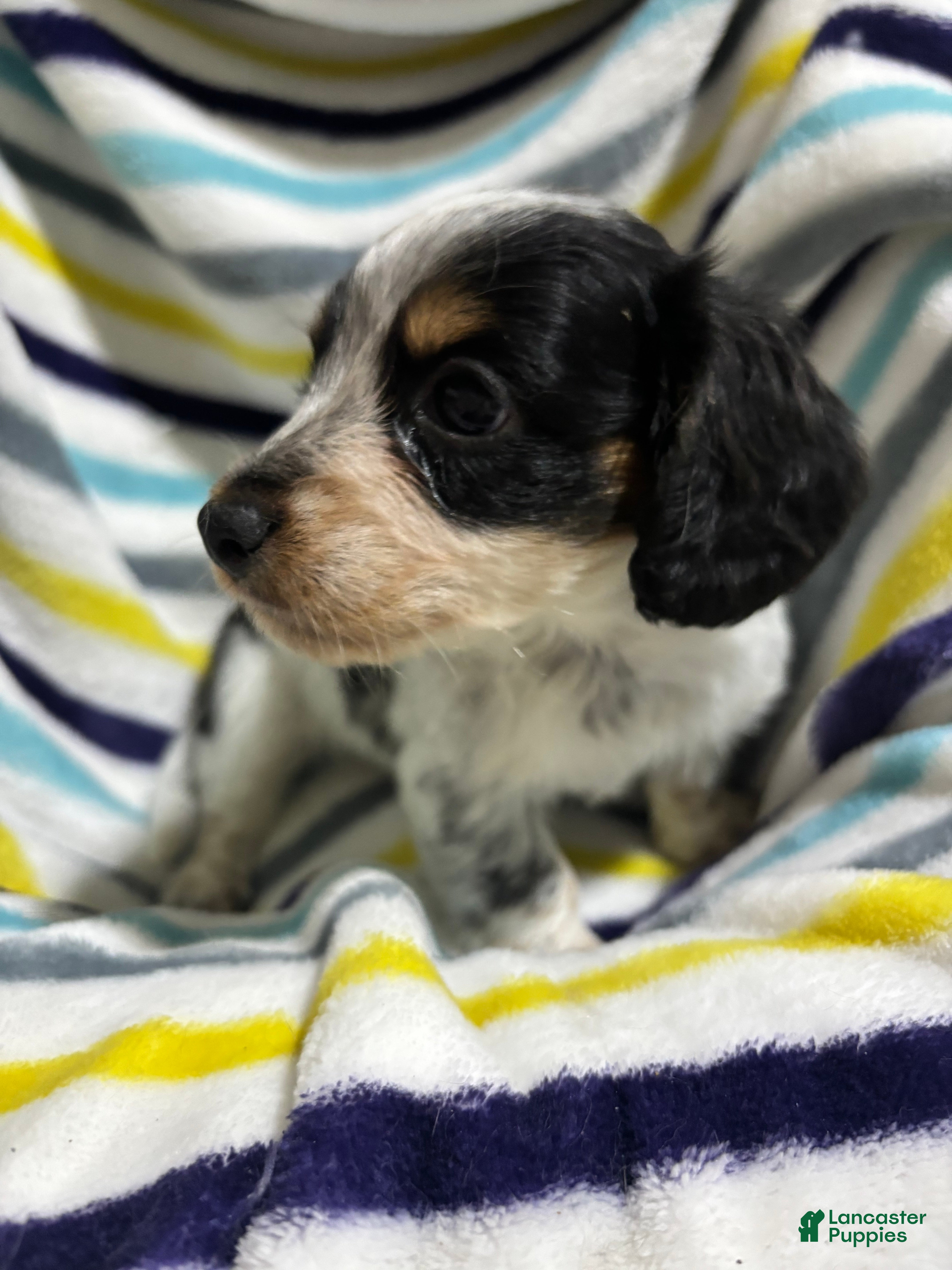 Miniature Dachshund dogs Oreo - Ad 2
