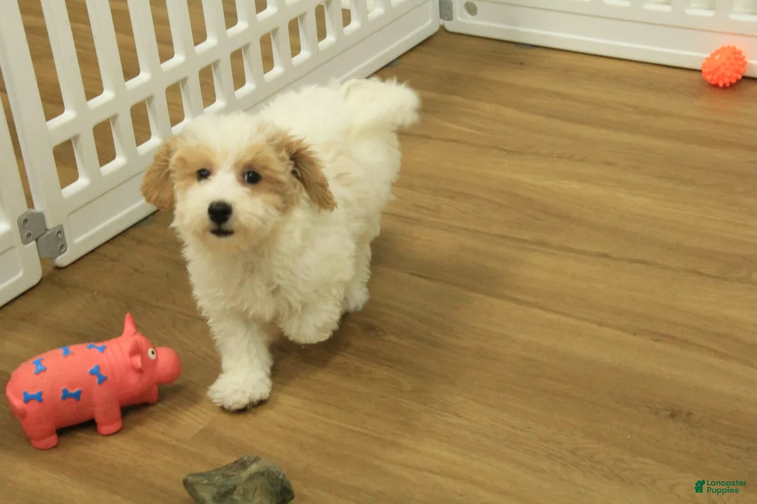 Bichpoo dogs for sale: Rory - Ad 11