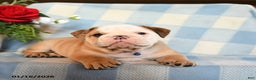 English Bulldog dogs for sale: Master - Ad 4