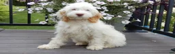 Cockapoo dogs for sale: Maci - Ad 4