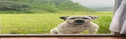 American Bulldog dogs for sale: Kiesha - Ad 6