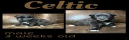 Pomsky dogs for sale: Celtic - Ad 2