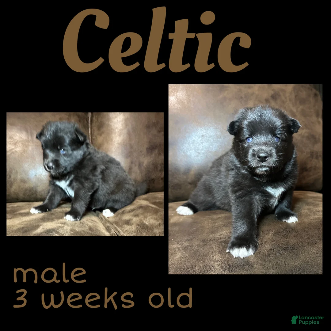 Pomsky dogs for sale: Celtic - Ad 2