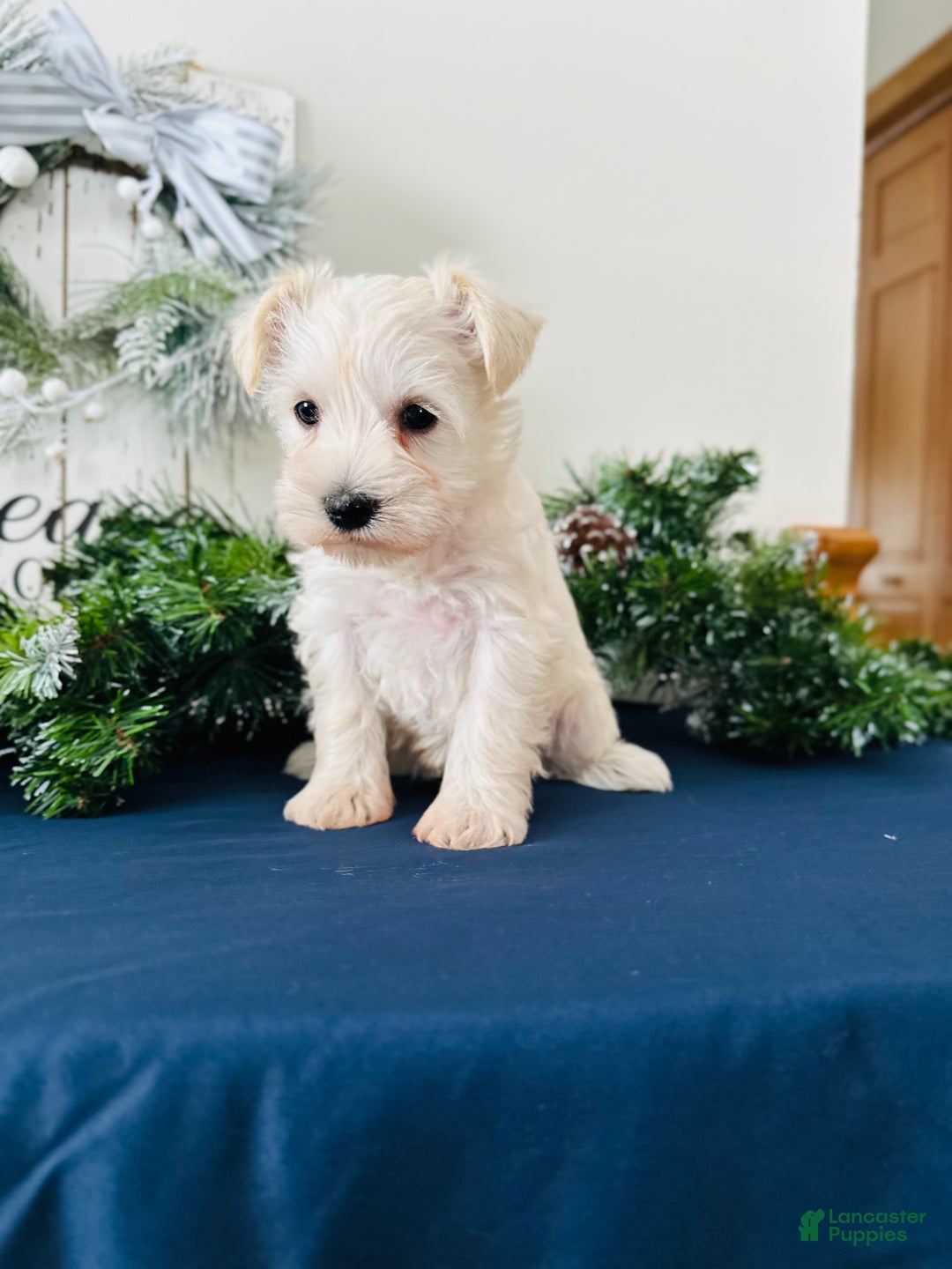 Miniature Schnauzer dogs for sale: Iris - Ad 13
