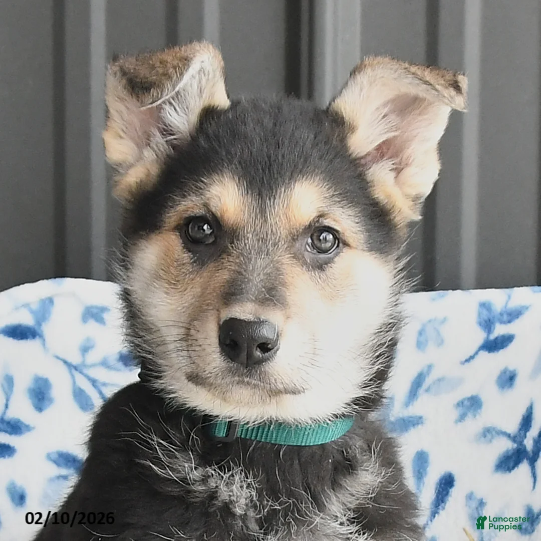 German Shepherd dogs for sale: Valerie - Ad 3