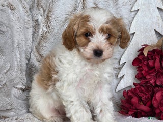 Schnoodle dogs Sugar plum - Ad 6