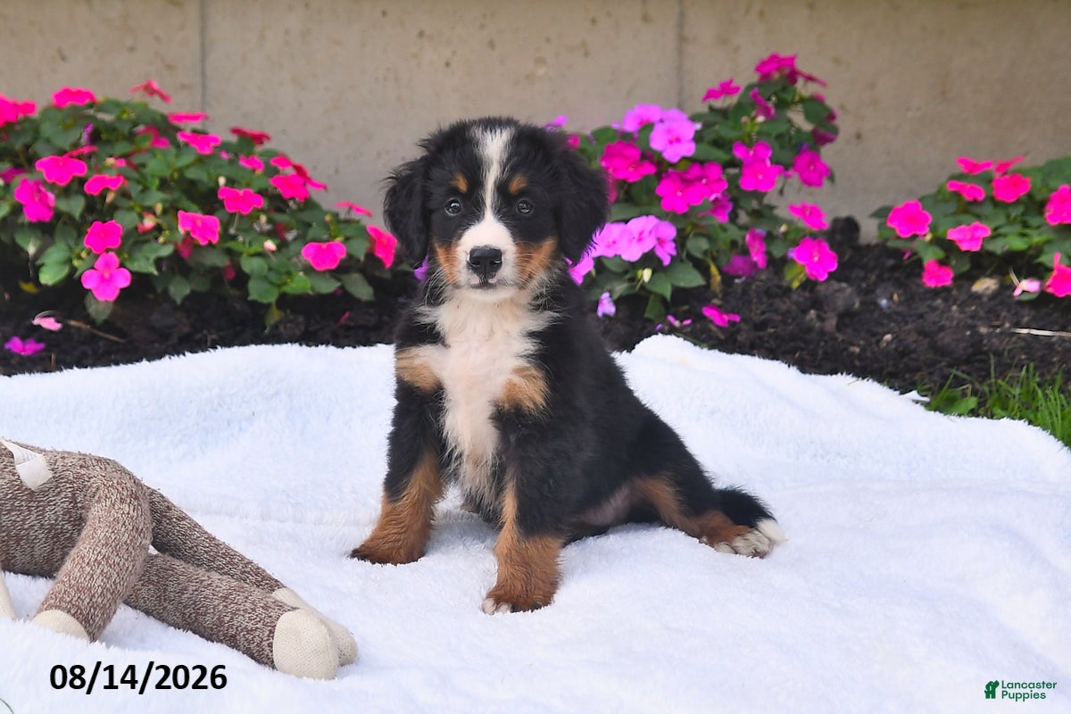 Bernese Mountain Dog dogs Rhett - Ad 1