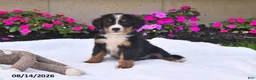 Bernese Mountain Dog dogs for sale: Rhett - Ad 1