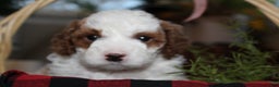 Cavapoo dogs for sale: Ember - F1B Cavapoo Female - Ad 9