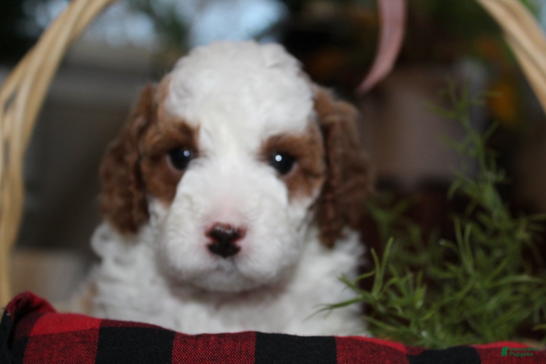 Cavapoo dogs for sale: Ember - F1B Cavapoo Female - Ad 9