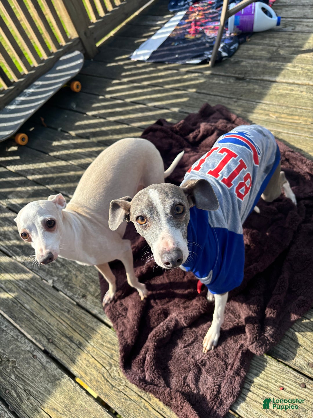 Italian Greyhound dogs for stud: Logan  - Ad 2