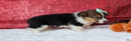 Welsh Corgi Pembroke dogs for sale: Amara🌸 - Ad 20