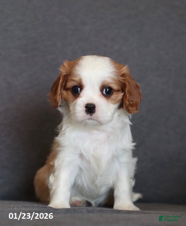 Cavalier King Charles Spaniel dogs Isaiah - Ad 1