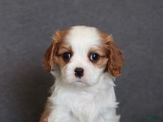 Cavalier King Charles Spaniel dogs Isaiah - Ad 1