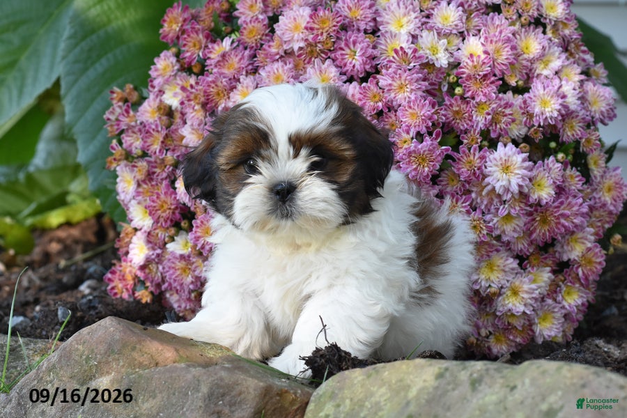 Shih Tzu dogs Joe - Ad 1