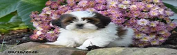 Shih Tzu dogs for sale: Joe - Ad 1