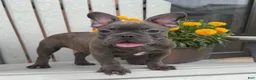 French Bulldog dogs for sale: Bluey - Ad 3