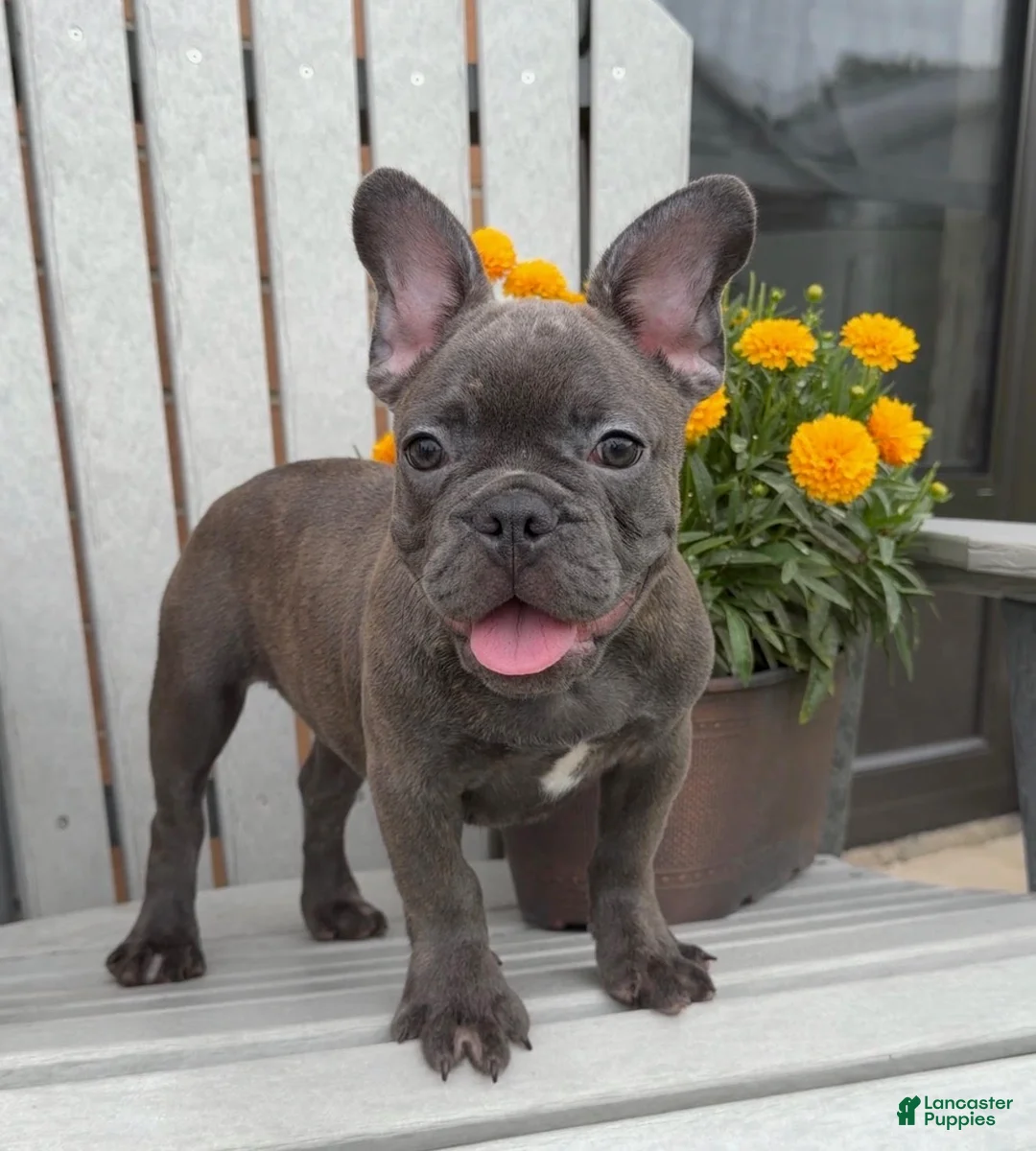 French Bulldog dogs for sale: Bluey - Ad 3