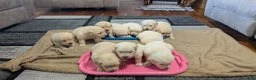 Golden Retriever dogs for sale: Okie, AKC - Ad 3
