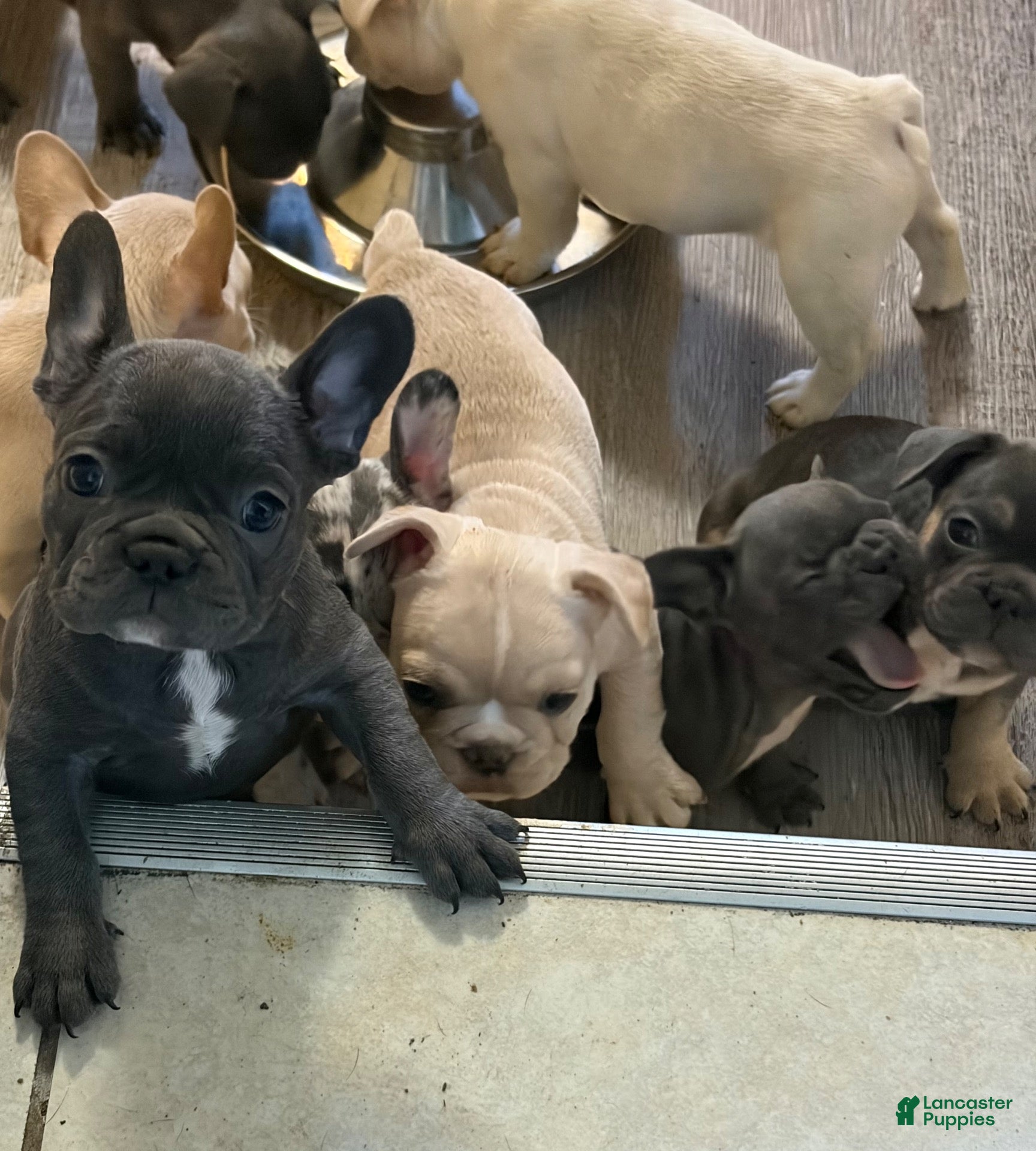French Bulldog dogs for sale: French Bulldog 1 - Ad 2