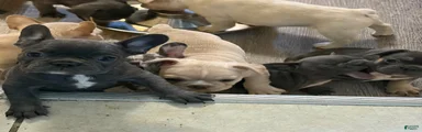 French Bulldog 1